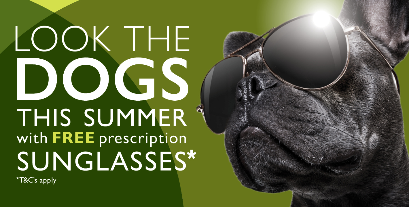 Look the dogs with our Summer promotion! image